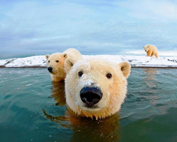 Cute Animal Families Polar Bears