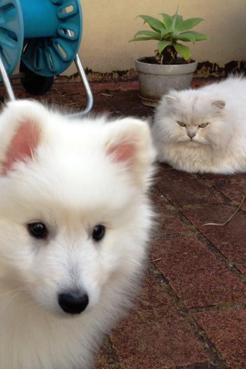 The Cutest Animal Families Captured In Photographs