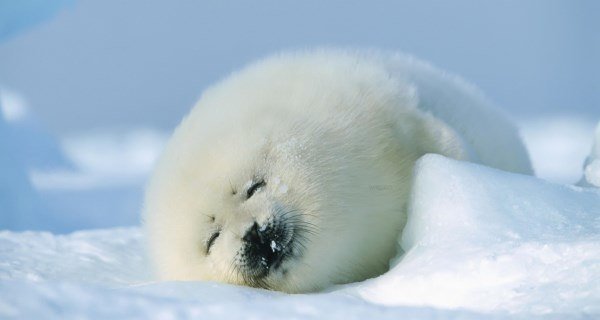 Cute Arctic Harp Seals