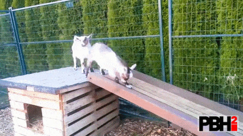 Adorable Baby Goat Slide Moment