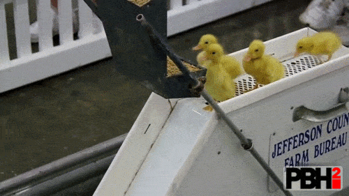 Baby Ducklings On Water Slide