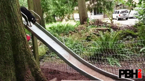 Baby Goat Bouncing On The Slide