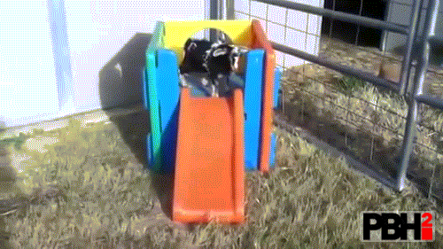 Baby Goat Playing Dead On Slide