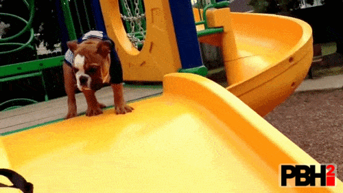 Bulldog Being Unlucky On The Slide
