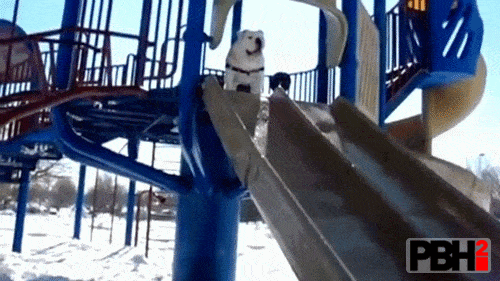 Bulldog Running Down The Slide