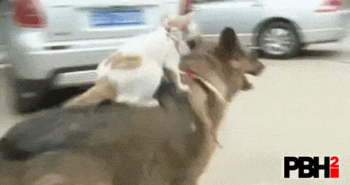 Cat Hitches Free Ride on Dog