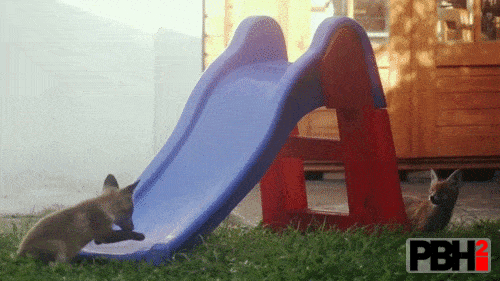 Cute Fox Cubs Playing On Slide!