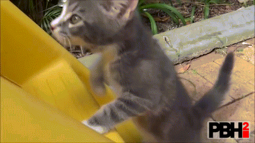 Cutest GIF of Kitten on Slide