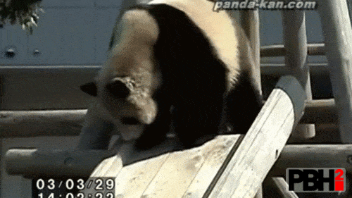Panda Knows How to Slide