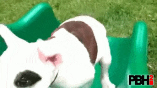 This Dog is Going Crazy For Climbing Up The Slide