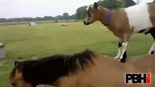 This Goat Hitching Ride on the Back of Horse