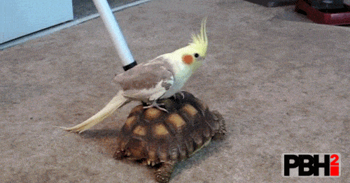 parrot riding turtle