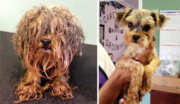 Animal Rescue Pictures
