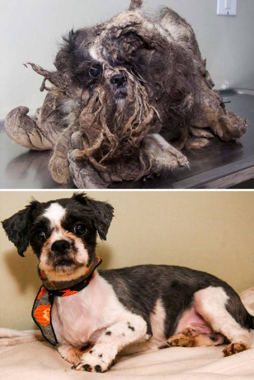 Dog Rescued