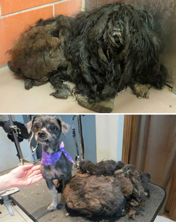 Furball Rescue