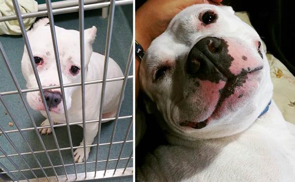 Pet Adoption Before And After