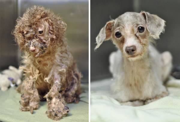 Rescued Animals Before And After