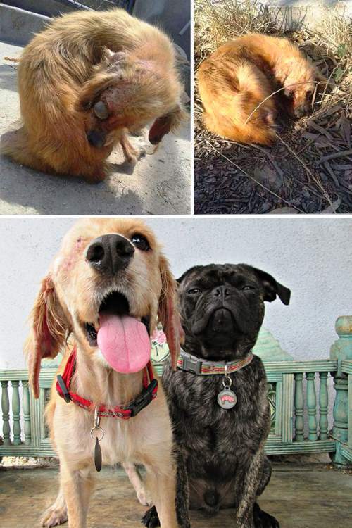 Rescued Animals Dog