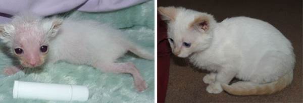 Rescued Animals Kitten