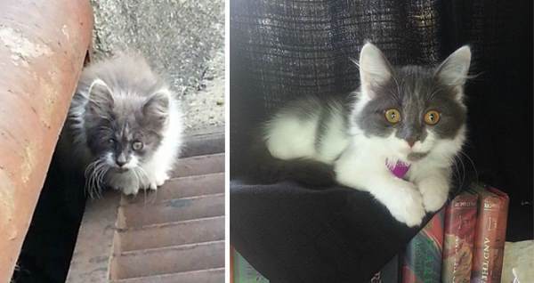 Rescued Animals