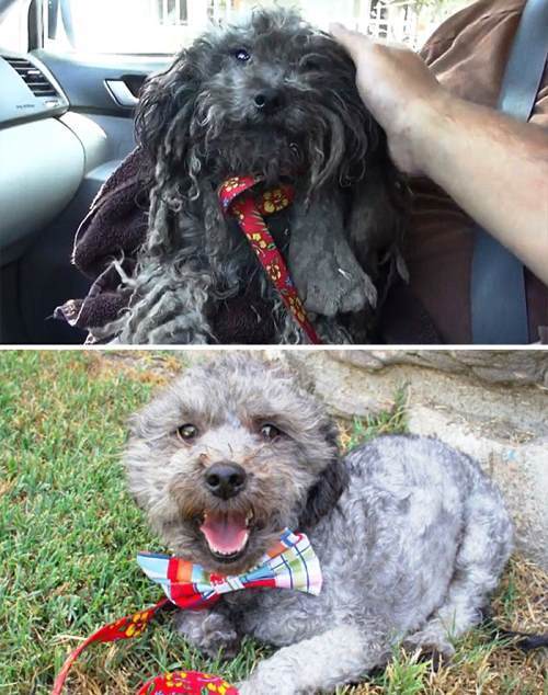 Shaved Dog
