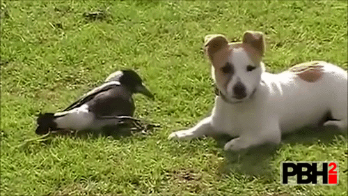 Dog boops bird