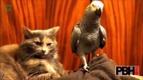 Parrot Boops Cat