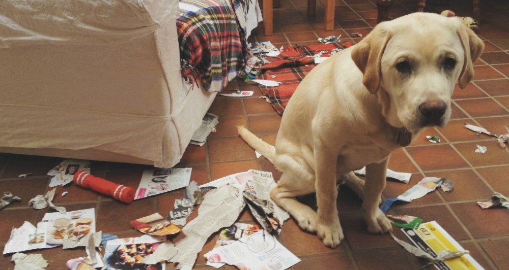 21 Of The Funniest Dog GIFs You Will Ever See