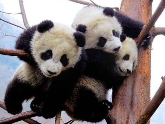 Baby Panda Party Pictures