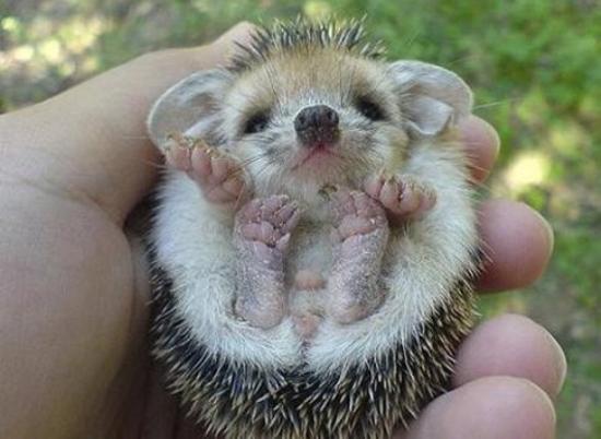 Small Hedgehog Photograph