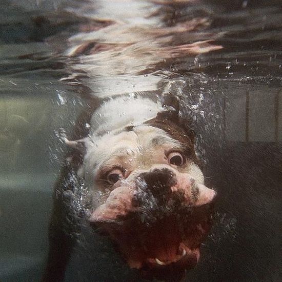 Underwater Bull Dog Picture