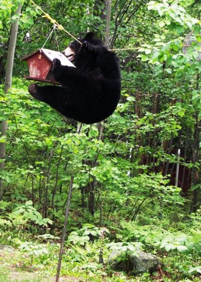 Incredible Bear