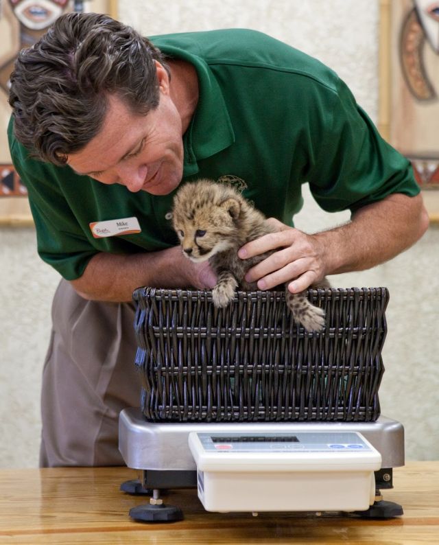 Cheetah Photos