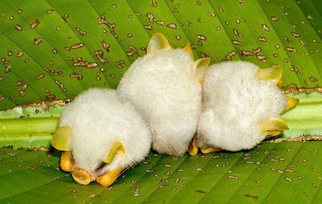 Cute Honduran White Bat Picture