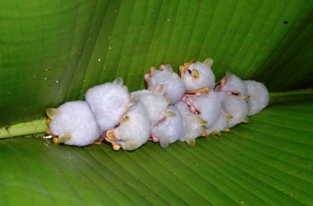 Honduran White Bat Pictures