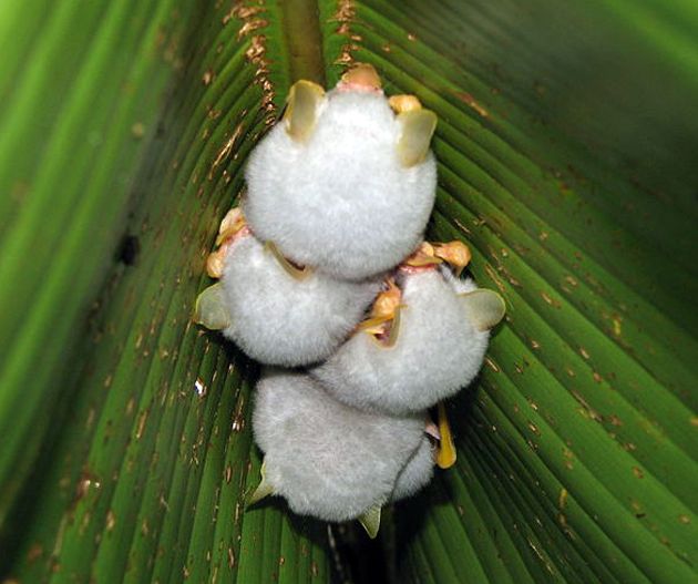 Adorable Honduran White Bat Babies
