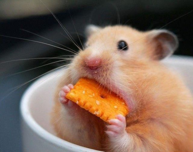 Hamster Eats A Cheez It