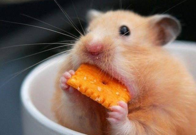 hamster-eating-cheez-it