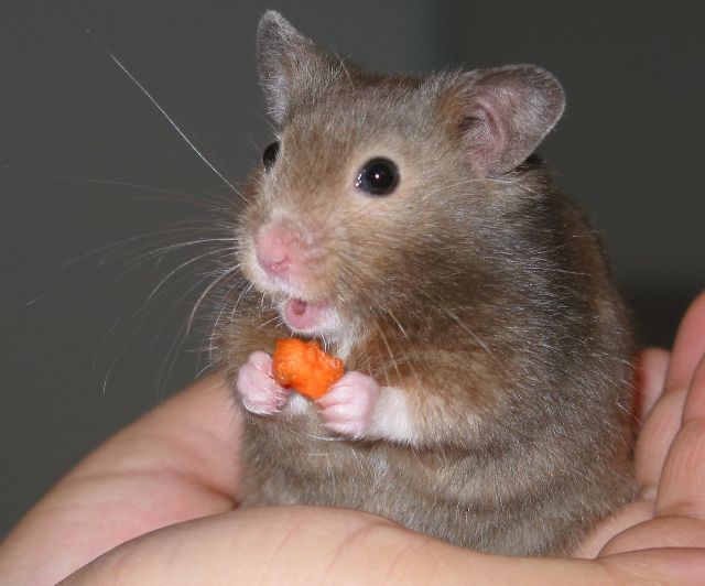 Hamster Eating Carrot