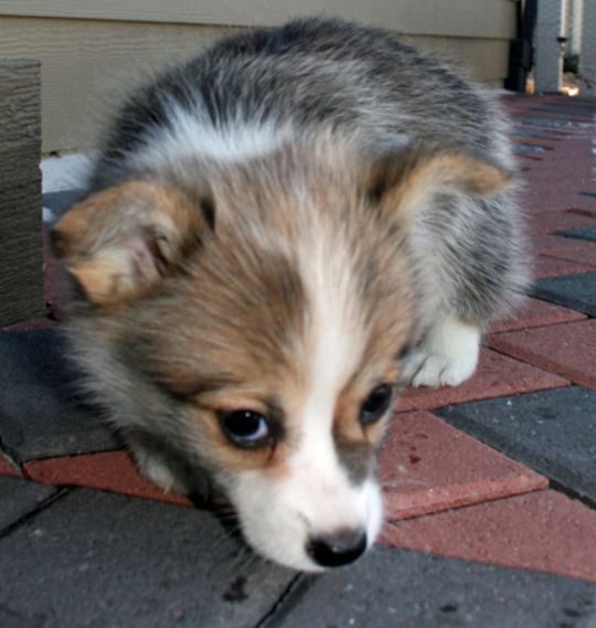 Cute Welsh Corgi Puppy Photograph