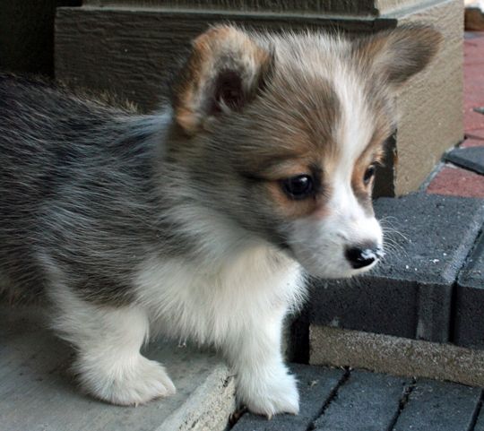 Corgi Puppy Picture