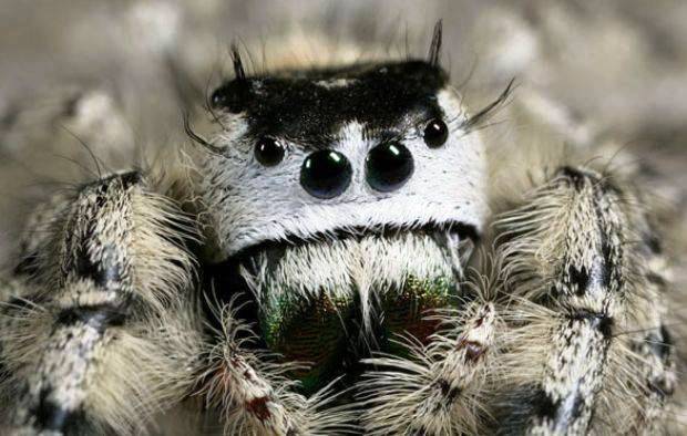 Cute Spiders