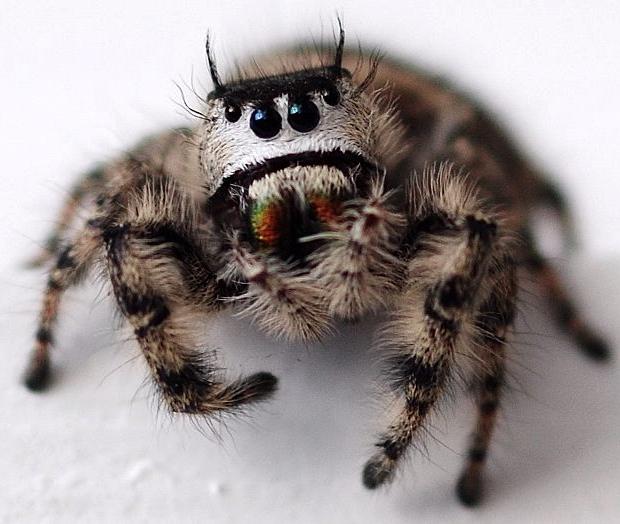 Cute Spider