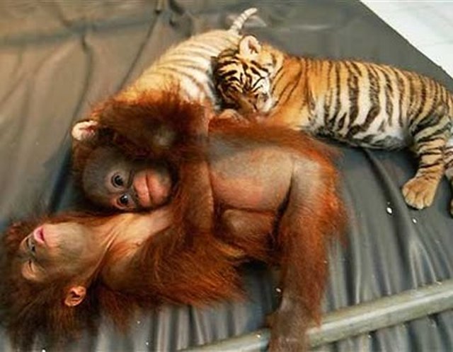 Orangutan and Tigers Sleep