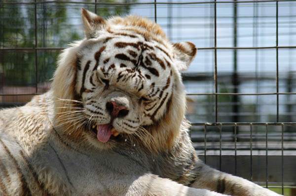 Deformed Tiger From Being Inbred