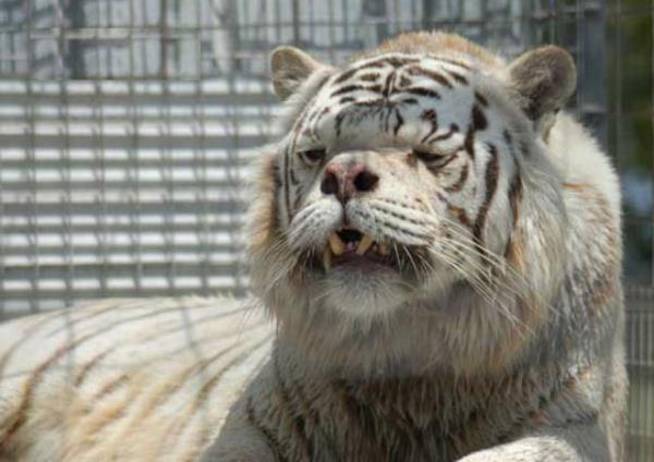 Down Syndrome Tiger