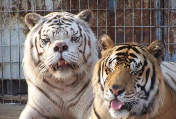 Inbred Tigers