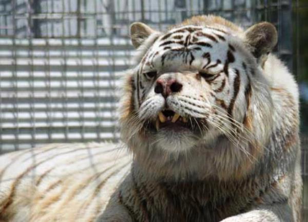 Down Syndrome Tiger