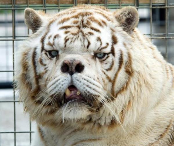Inbred White Tiger Kenny