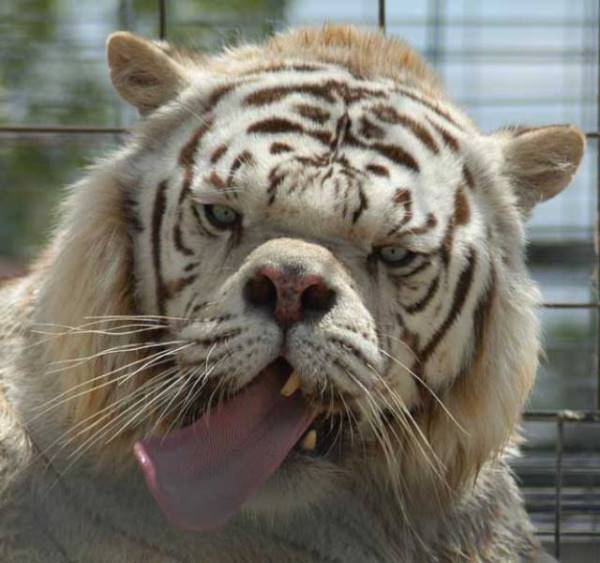 Inbred White Tiger Kenny